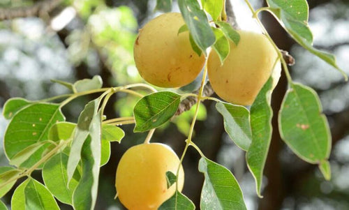 Marula