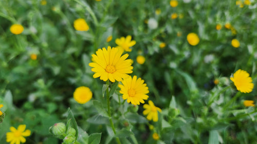 Calendula