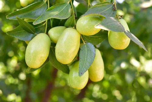 Jojoba
