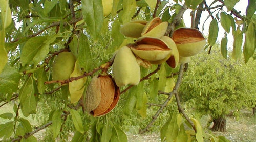 Mandorle Dolci